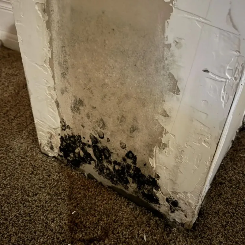 Professional Mold Removal in Forest, OH